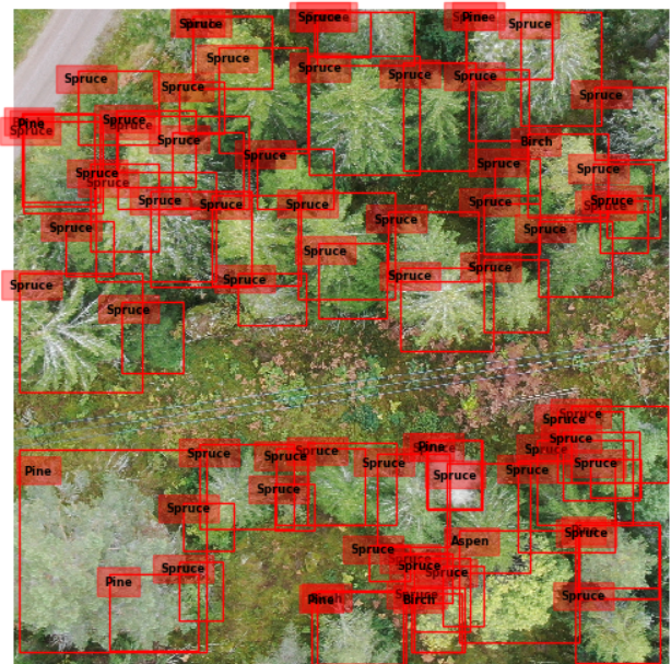 Tree species detection from aerial imagery